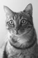 Dimitri ARNAUD - JAGUAR PROD